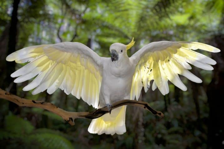 cacatua com as asas abetas