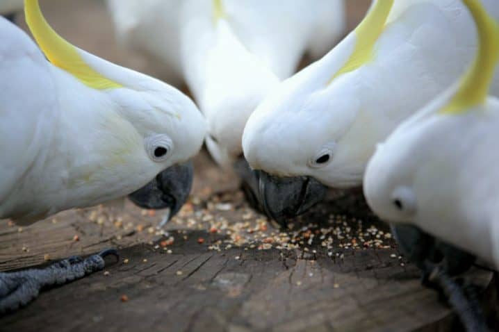 três cacatuas comendo sementes de uma superfície plana