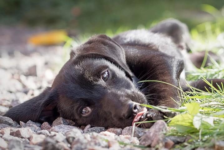 Cachorro deitado entre a grama e um caminho de pedras do quintal.