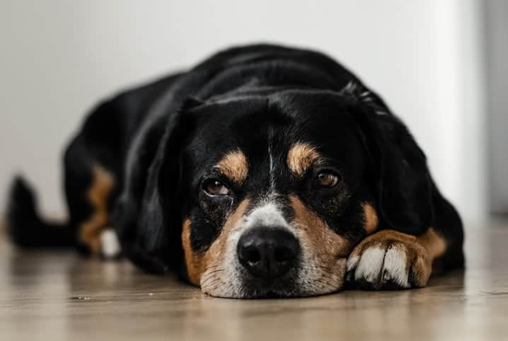 Cachorro deitado no chão.