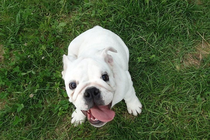 Cachorro feliz