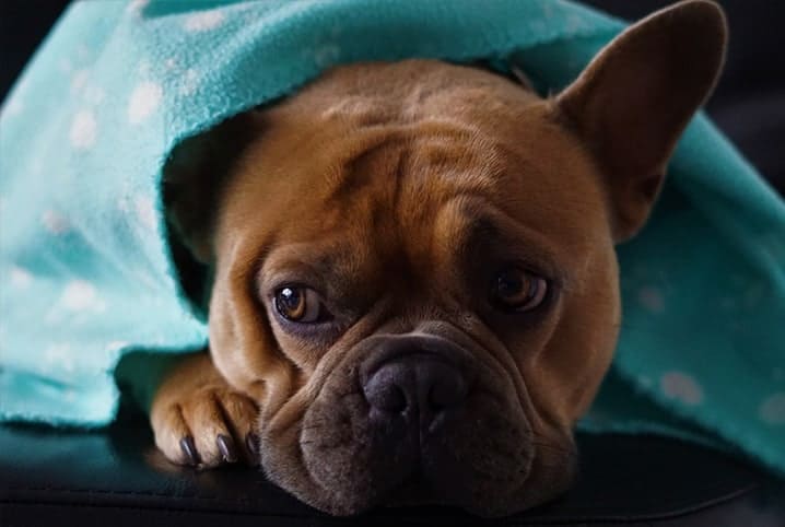 Cachorro da raça buldogue com o olhar apreensivo. 