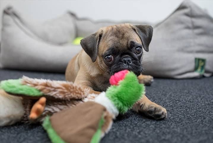 Cachorro pug brincando com uma pelúcia.