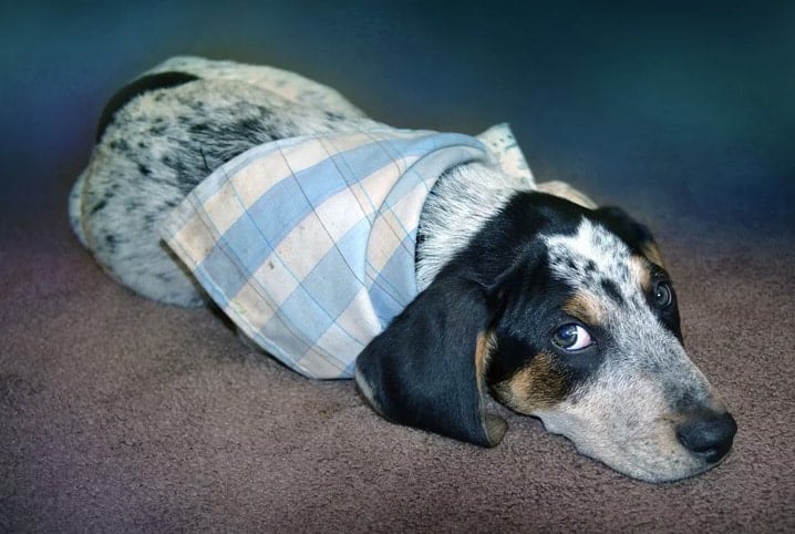 cachorro deitado olhando para a câmera