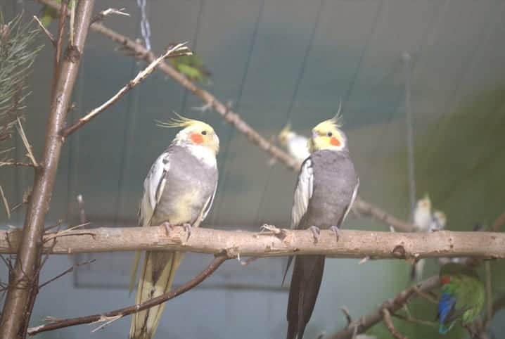 Casal de calopsitas em galho