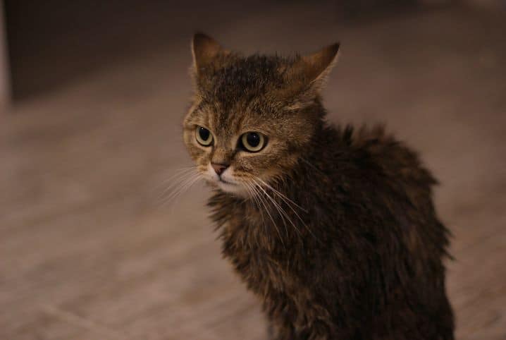 gato assustado com pelos em pé e orelhas para trás.