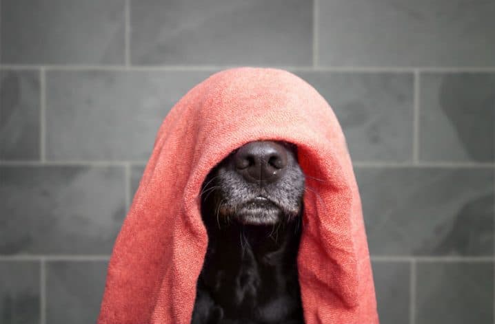 Cachorro com a toalha laranja em cima da cabeça.