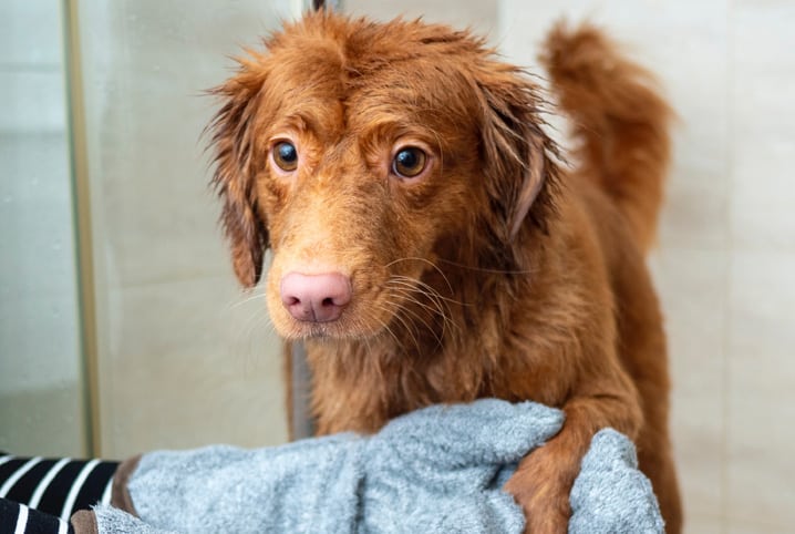 Cachorro com pelo marrom molhado depois do banho.