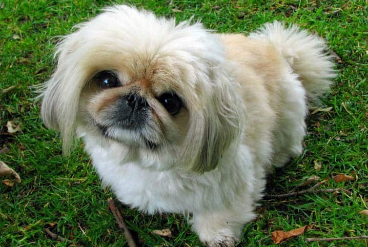 como dar banho em shih tzu 2