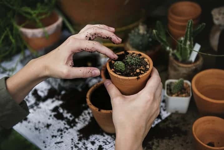 pessoa arrumando a terra de vaso com cacto.