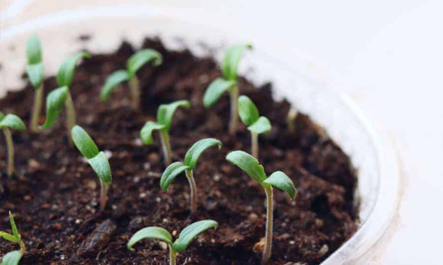 Muda de tomate com as sementes germinando.