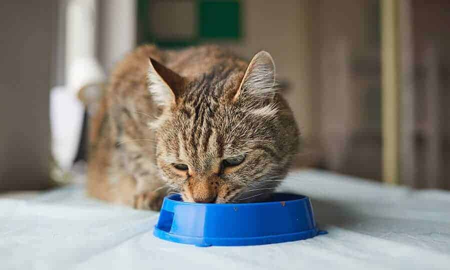 gato comendo ração no pote.