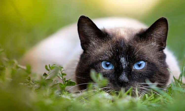 gato na grama olhando para a câmera.