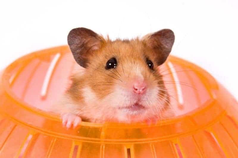 hamster dentro de uma bola 