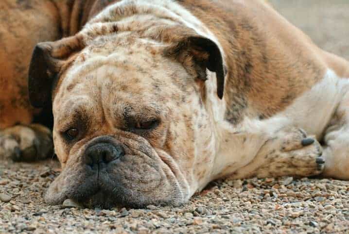 cachorro deitado prestes a dormir