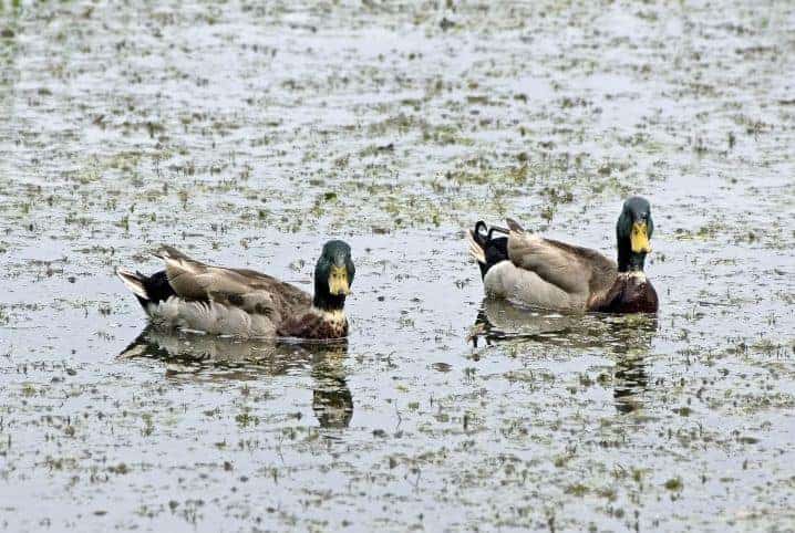 dois marrecos na lagoa