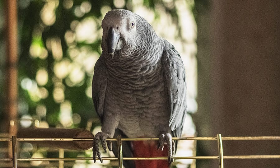 Papagaio do congo em cima de uma gaiola.