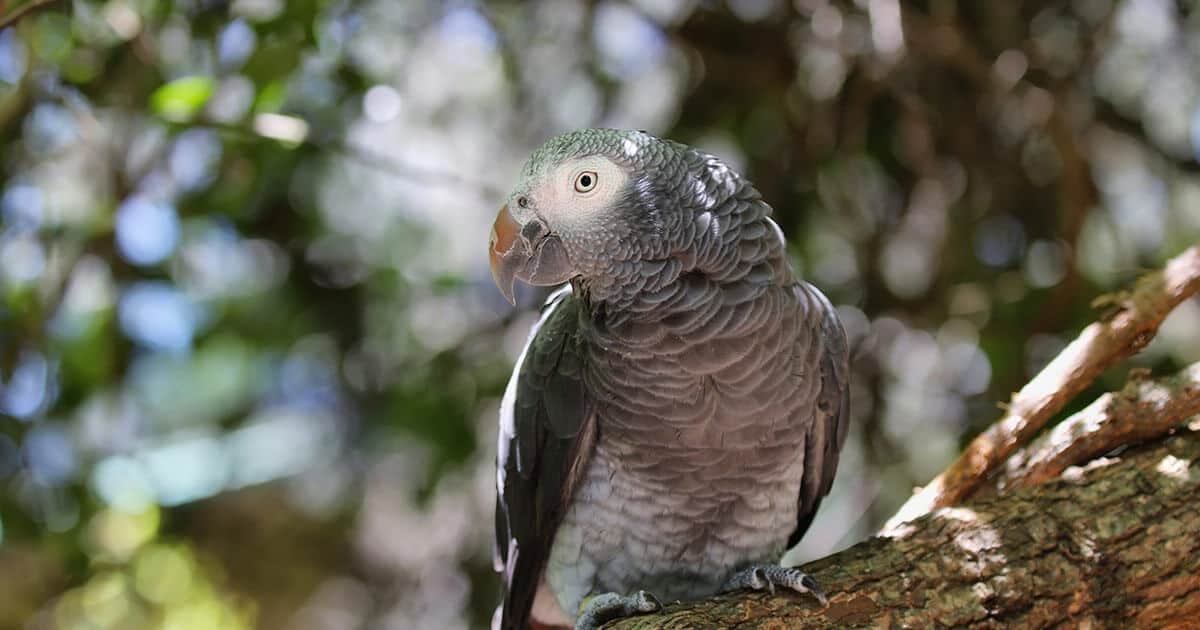 Papagaio do congo em um galho de árvore.