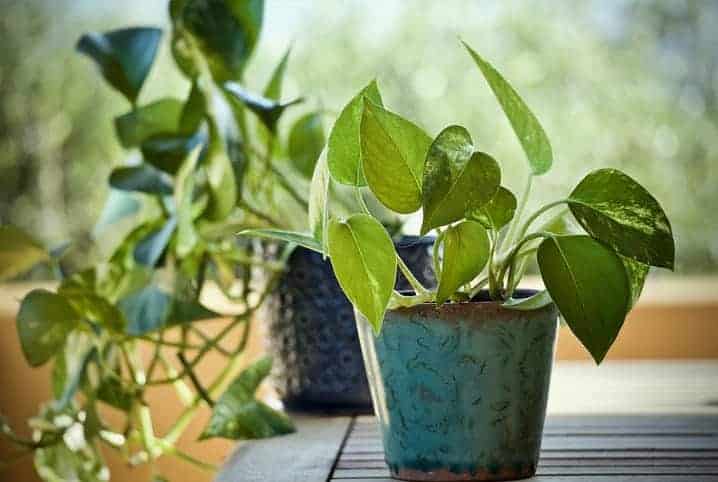 plantas em vaso.