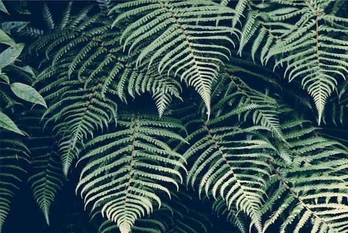 folhas de uma planta trepadeira