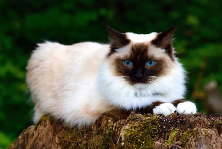 gato ragdoll deitado em pedra.