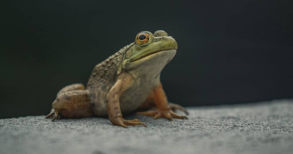 Sapo parado em cima da pedra.