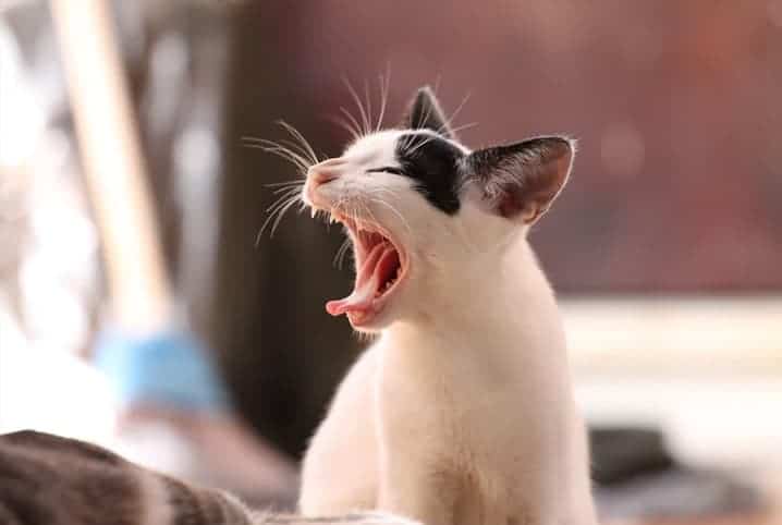 Gato branco filhote miando em direção ao lado esquerdo.