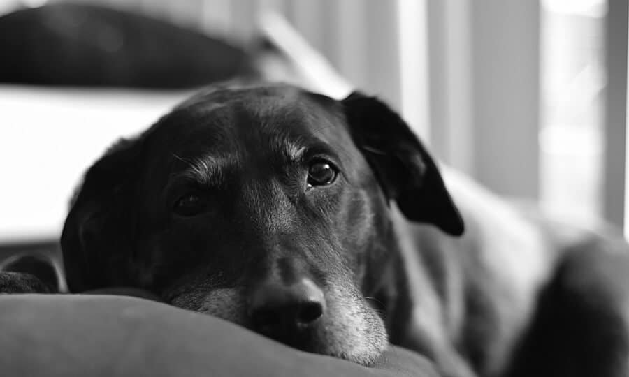 Cachorro deitado com olhar triste