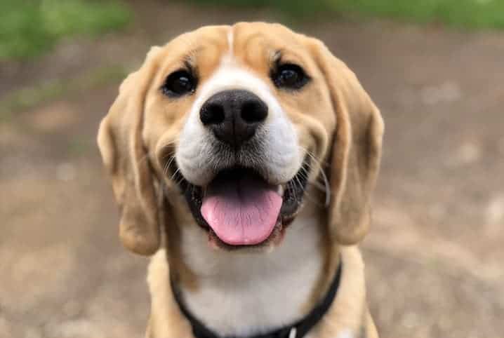 Cachorro com olhar feliz