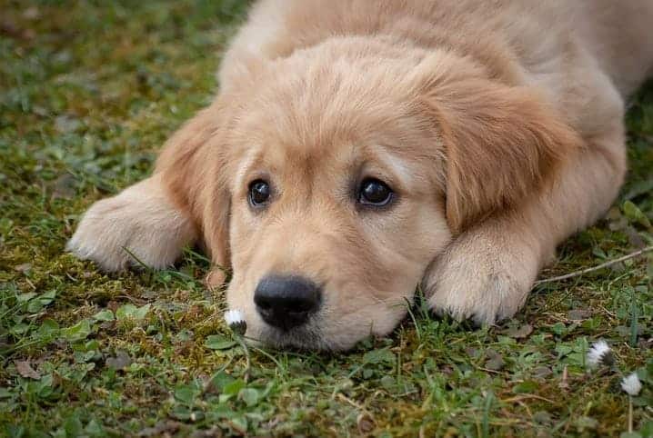 Cachorro filhote deitado em grama