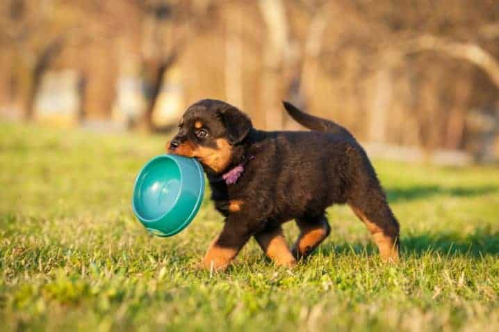 cachorro filhote segurando o próprio pote de ração com a boca.