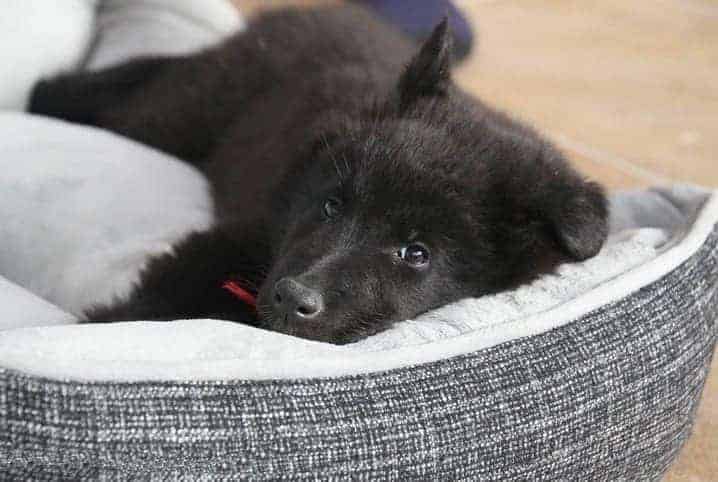 Cachorro deitado na caminha dele.