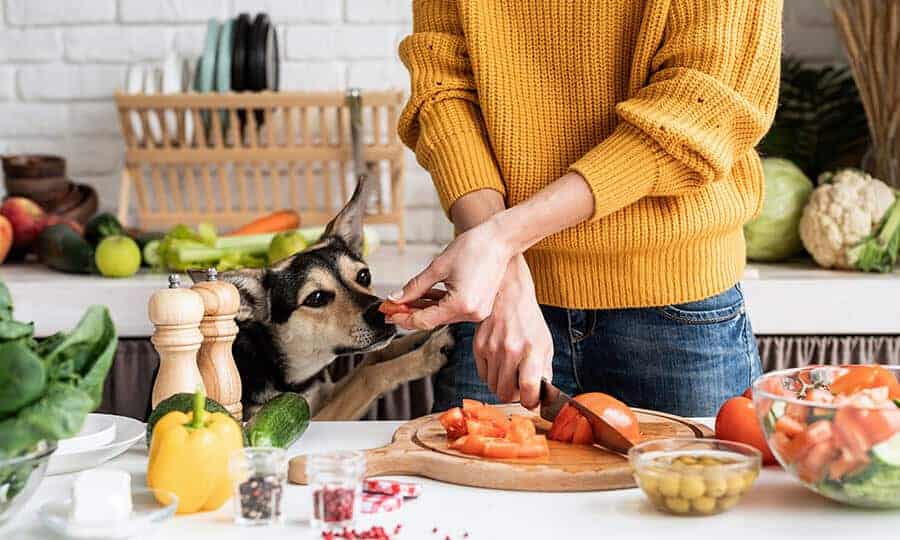 Monte uma salada de frutas e descubra se você seria um cachorro ou um gato!