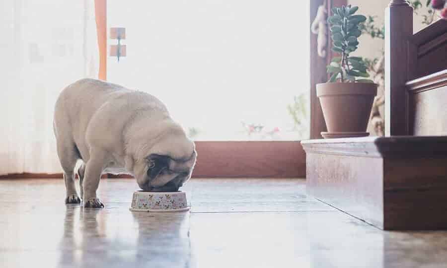 Cachorro pug comendo na tigela.