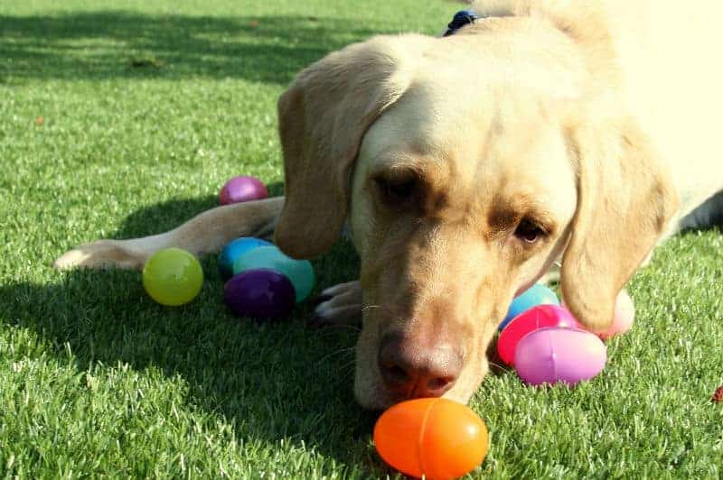 cachorro brincando com ovinhos coloridos.