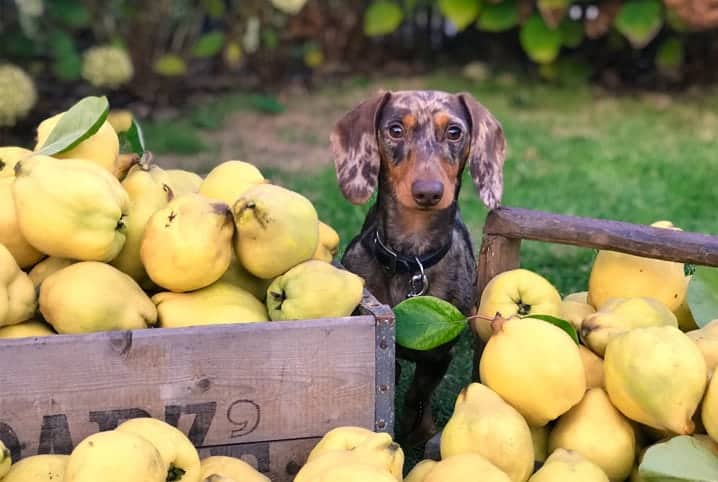 Cachorro perto de caixas de limão siciliano.