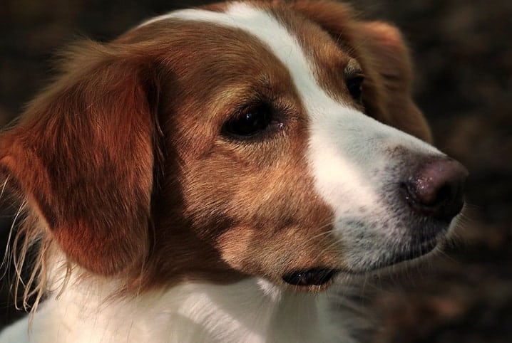 Cachorro de perfil