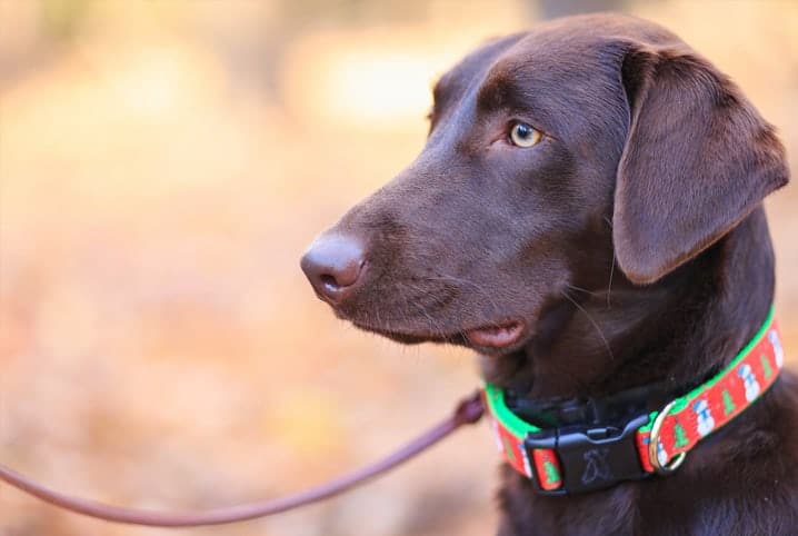 Cachorro com pelo marrom e coleira verde com vermelho. 