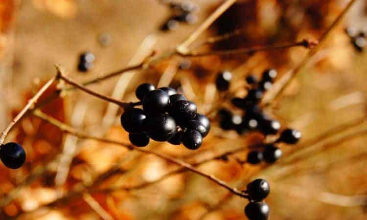 jabuticaba no pé