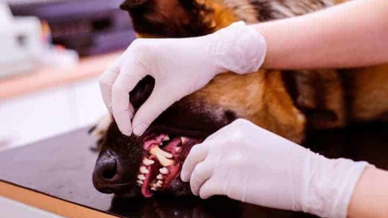 Dente de cachorro caindo: o que pode ser? | Petz