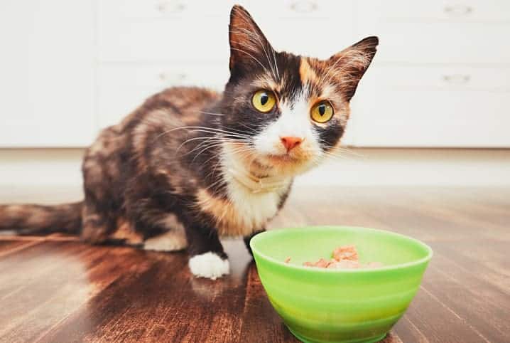 gato filhote pode comer frango cozido 2