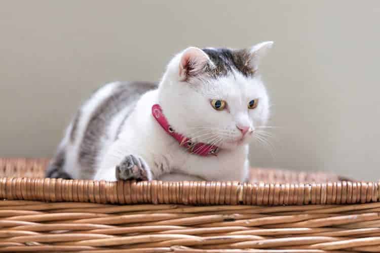 gato deitado em cama olhando para baixo.