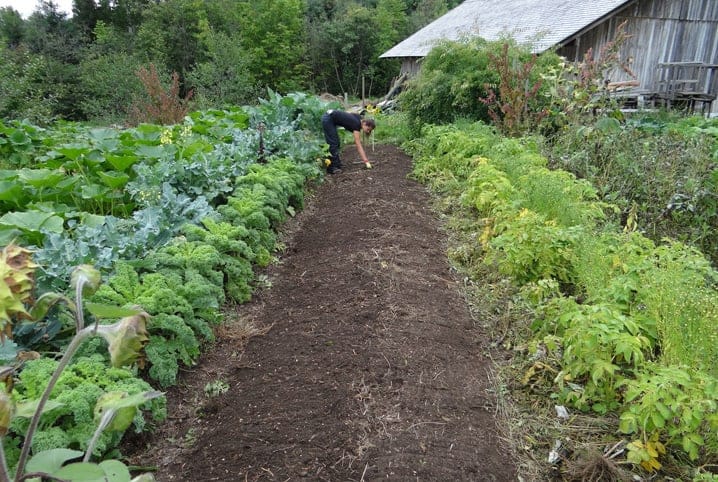 Terra adubada com plantas em volta