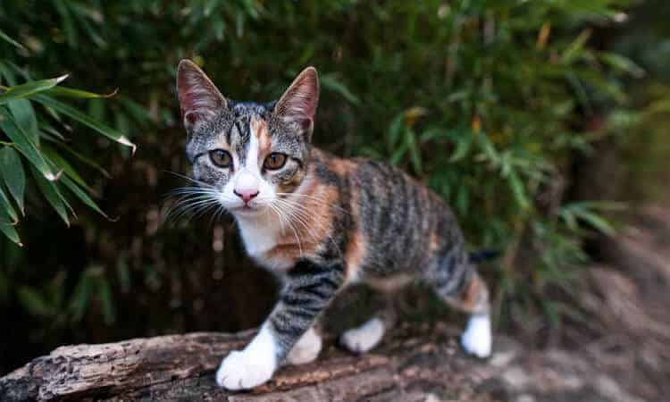 gato caminhando