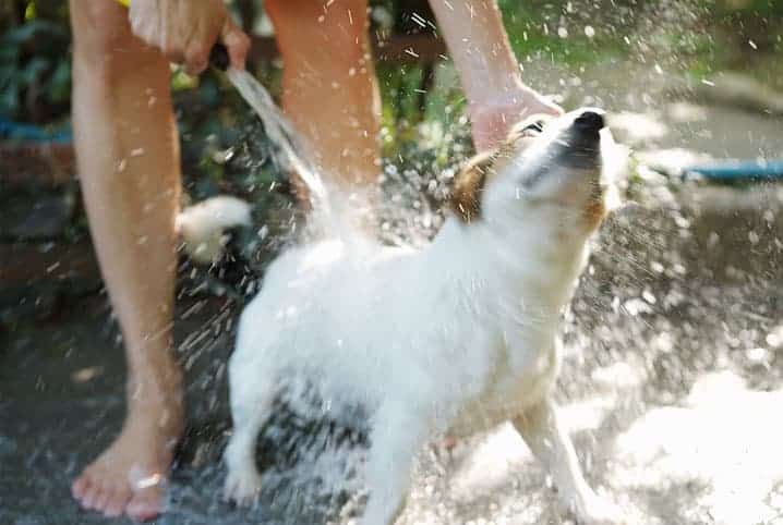 o que usar para dar banho em cachorro meio