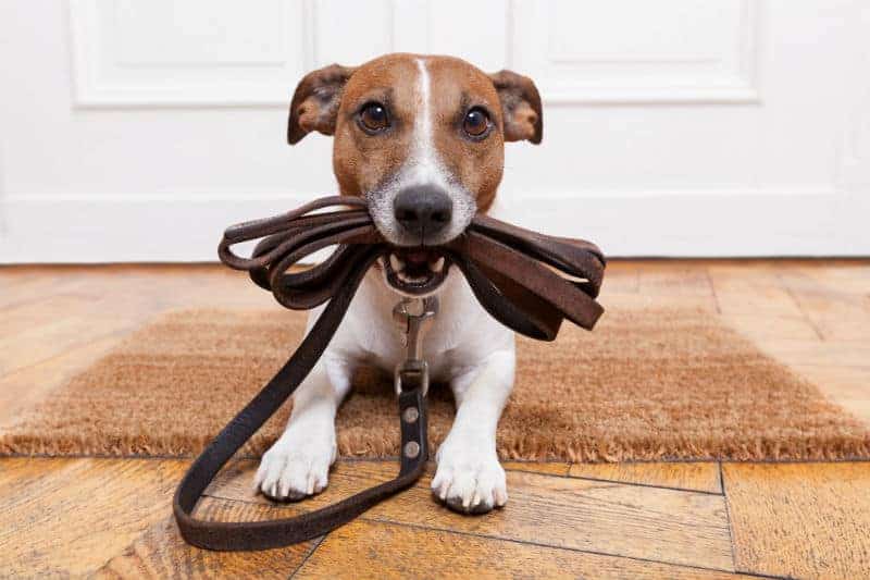 Cachorro segurando a coleira para passear.