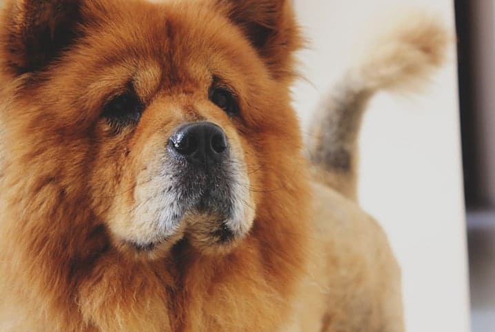 Porque não pode tosar Chow Chow?