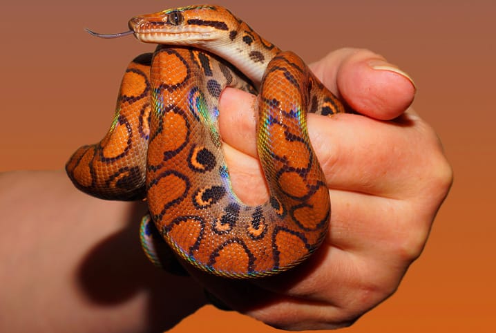 Pessoa segurando cobra laranja na mão.