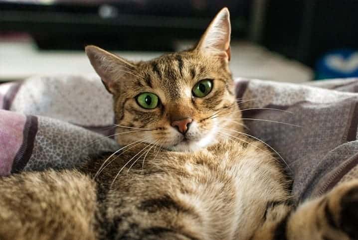 Gato com pelo rajado e olhos verdes deitado em cima de manta.