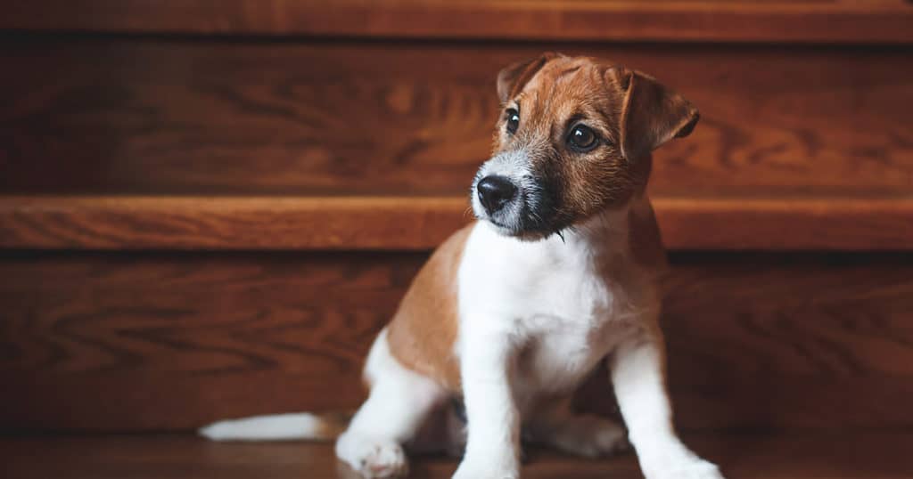 Cachorro sentando no chão.